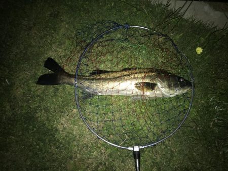 バチ抜けシーバス