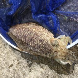 コウイカ　エギング