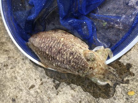 コウイカ　エギング