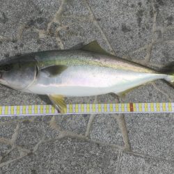 初めてのメジロ