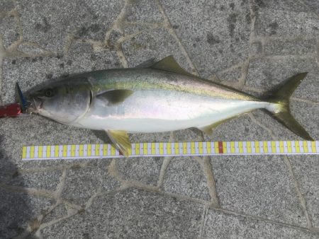 初めてのメジロ