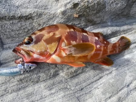久々の投稿ルアー釣り