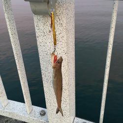 エソ特盛と半ツバス