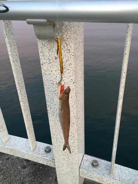 エソ特盛と半ツバス