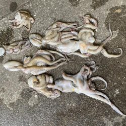 今年はタコ不漁