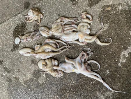 今年はタコ不漁