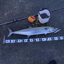 鰤じゃなくサワラで〜