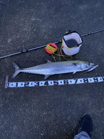 鰤じゃなくサワラで〜