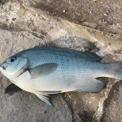 アサリで紀州釣り