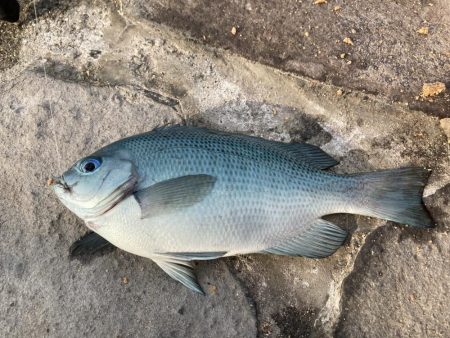 アサリで紀州釣り