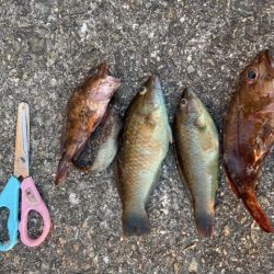 ガシラ、ベラ釣り好