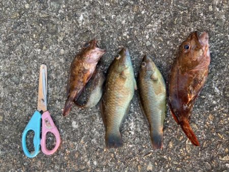 ガシラ、ベラ釣り好