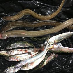 アナゴあたり多数