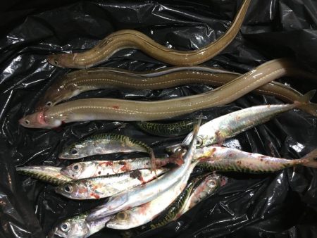 アナゴあたり多数