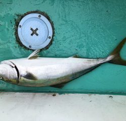 泉州丸さんでドカン