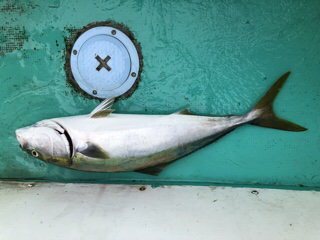 泉州丸さんでドカン