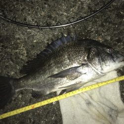 今期初サナギフカセ