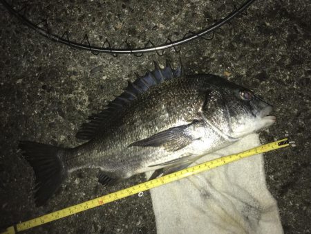 今期初サナギフカセ