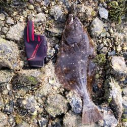 久しぶりのヒラメ