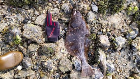 久しぶりのヒラメ