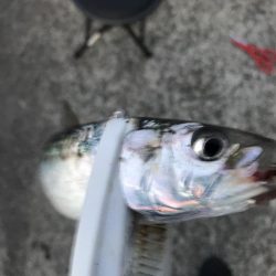 20年ぶりのマイワシ!