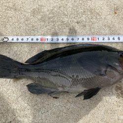 とびつくで挑戦