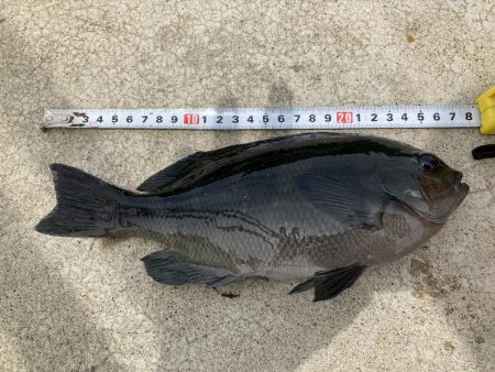 とびつくで挑戦