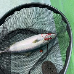 那佐沖でティップラン