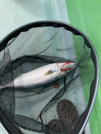 那佐沖でティップラン