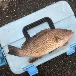 わらしべハタ2nd