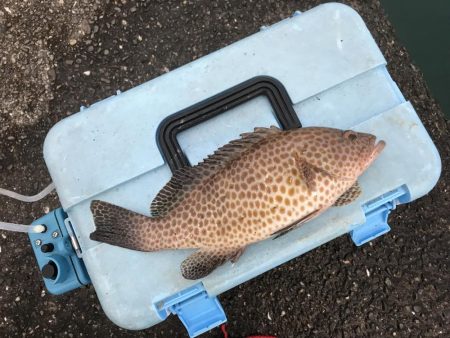 わらしべハタ2nd