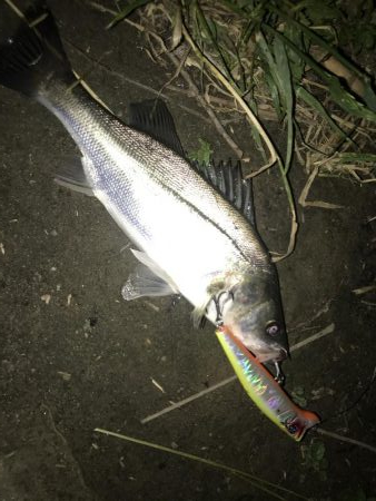 淀川トップゲームでシーバス