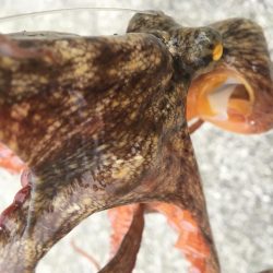 タコフィネス、46杯ぶりにエギロスト