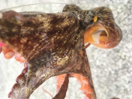 タコフィネス、46杯ぶりにエギロスト