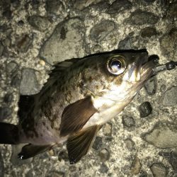 ダイソーワームでメバル &ガシラ