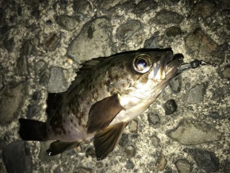 ダイソーワームでメバル ＆ガシラ