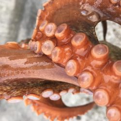 タコフィネスで7杯