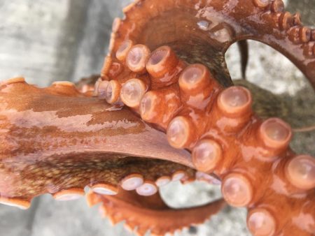 タコフィネスで7杯