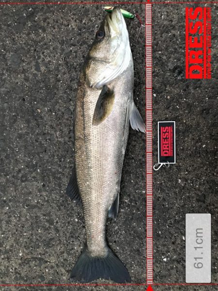 今季初、岸ジギでシーバス❗️