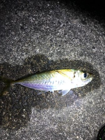 ナイトアジング