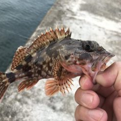 癒しのガッシー+クエ子