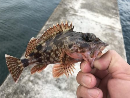 癒しのガッシー+クエ子