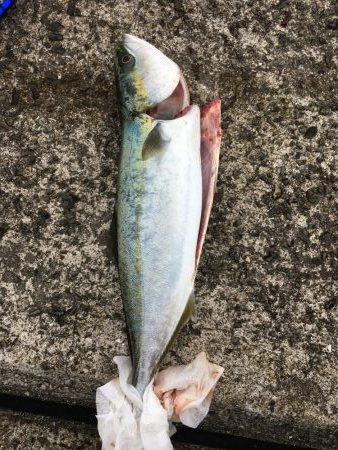 1ヶ月ぶりの青物の引き！