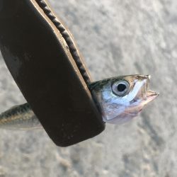 ダイソージグサビキで大漁