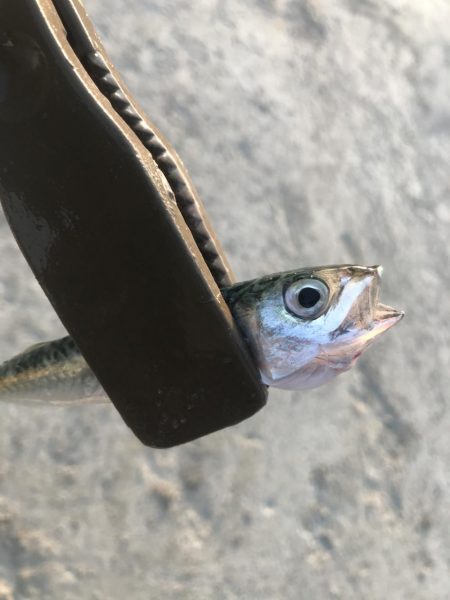 ダイソージグサビキで大漁