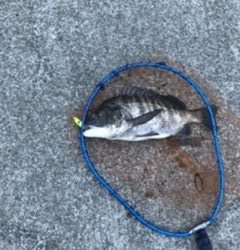 チヌもチャートカラー