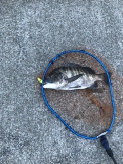 チヌもチャートカラー