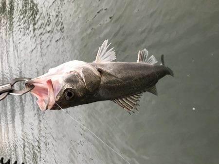 一ヶ月ぶりのシーバスキャッチ