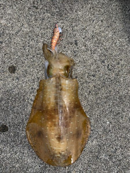 初春アオリイカGET