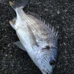 わらしべ釣りで、キビレ